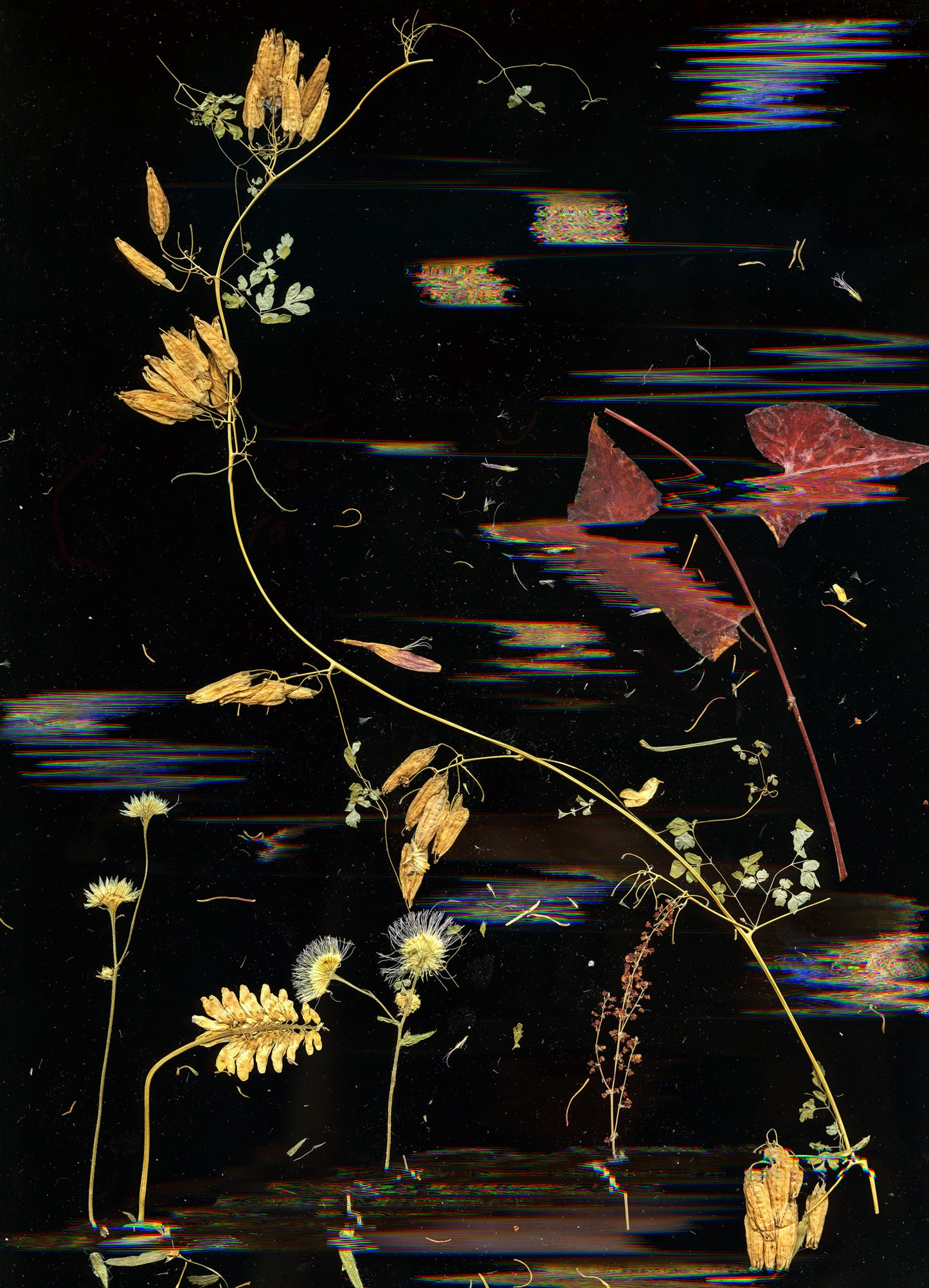 Mary Ev's Flowers no. 1