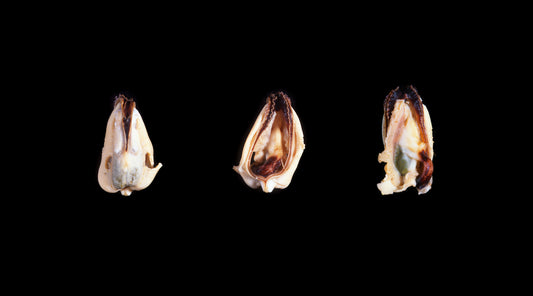 Bivalvia Study (3)