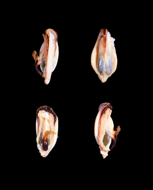 Bivalvia Study (1)