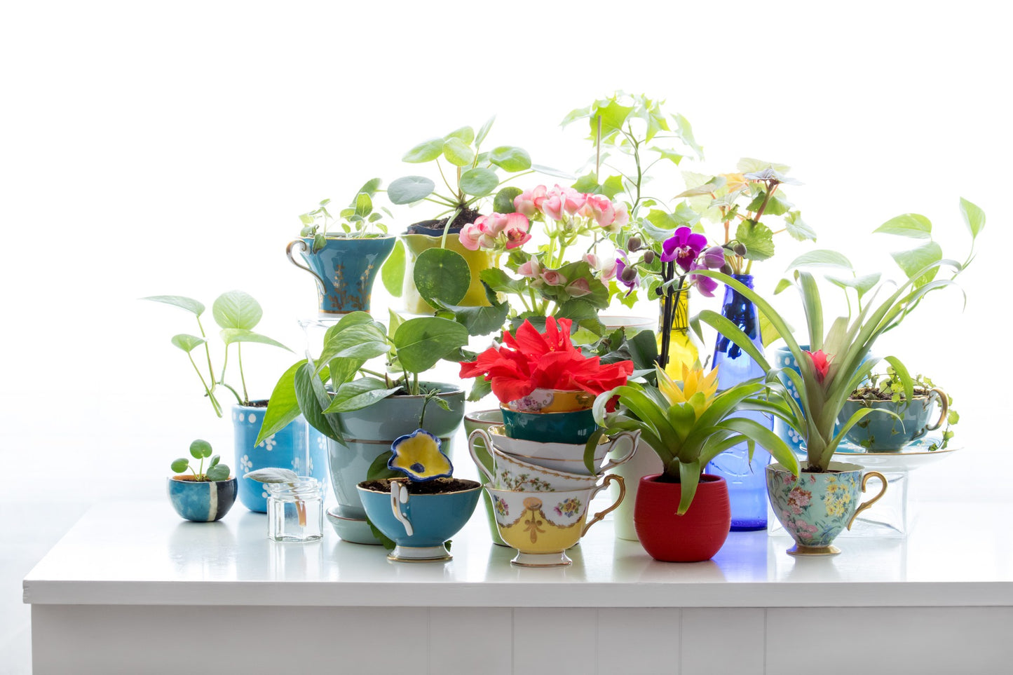 WInter Garden 9