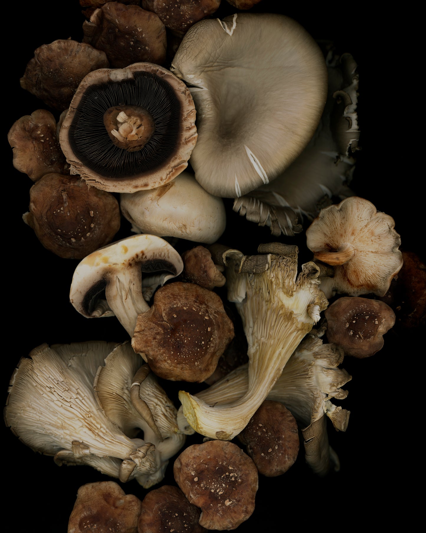 Shroom Party (cadre en frêne), ed 1/1
