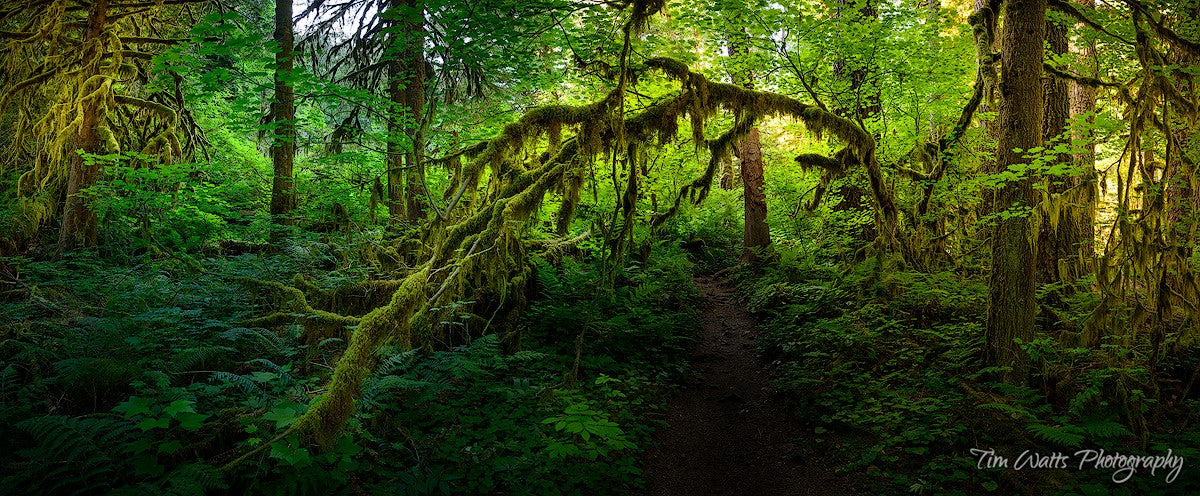 Into the Rainforest, Columbia River Gorge, Oregon