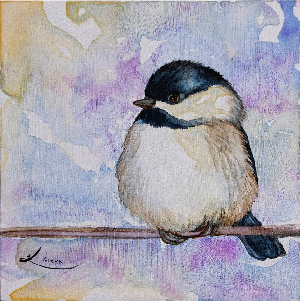 Black Capped Chickadee