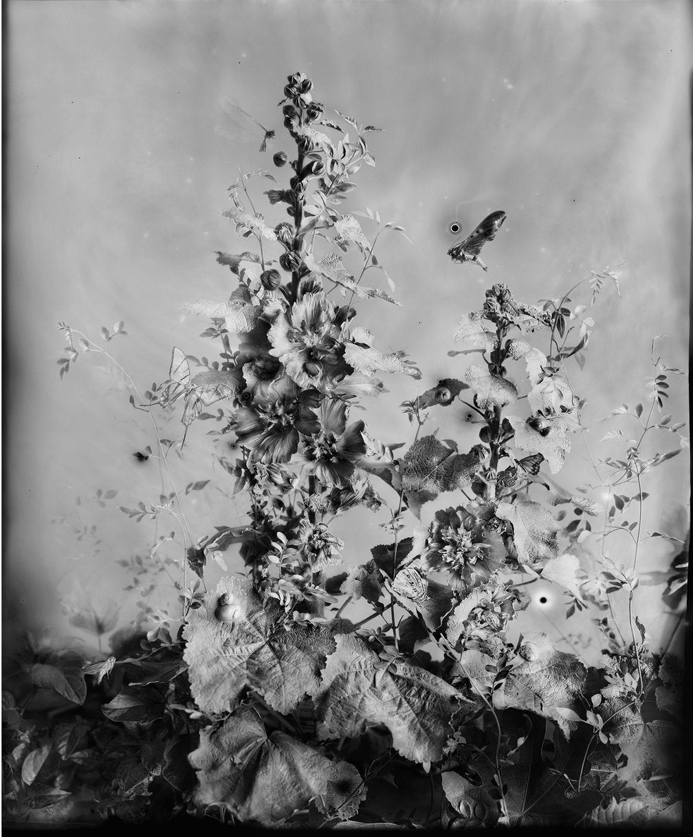 Hollyhock ed 3 of 10