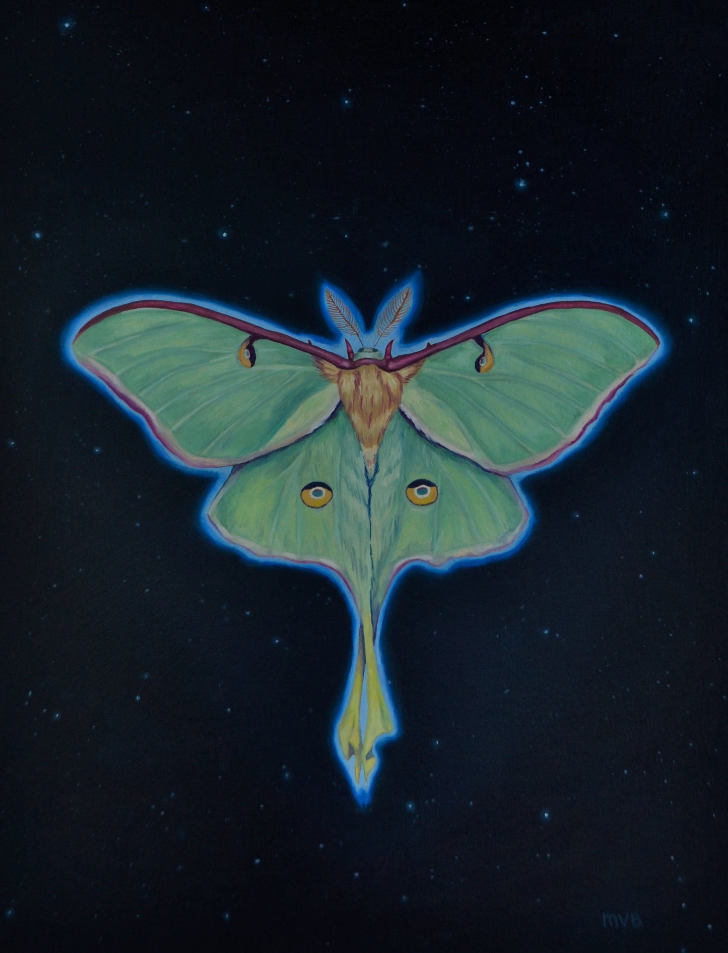 Luna Moth