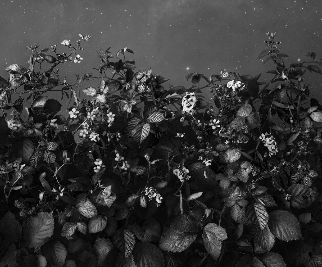 Blackberries after Midnight, ed 2 of 10