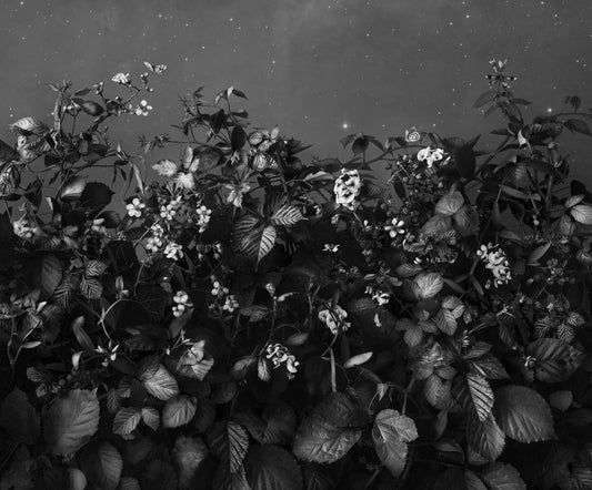 Blackberries after Midnight, ed 2 of 10