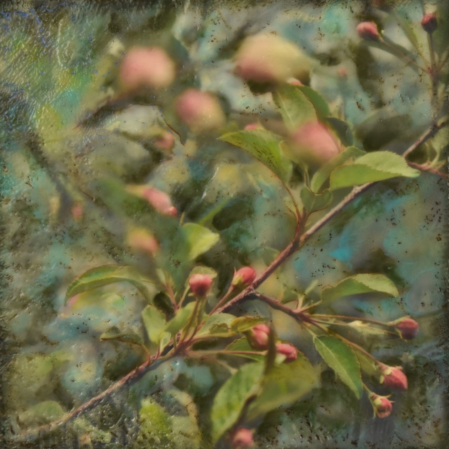 Crabapple Squares #11