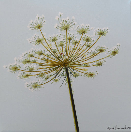 Daucus Carota 2