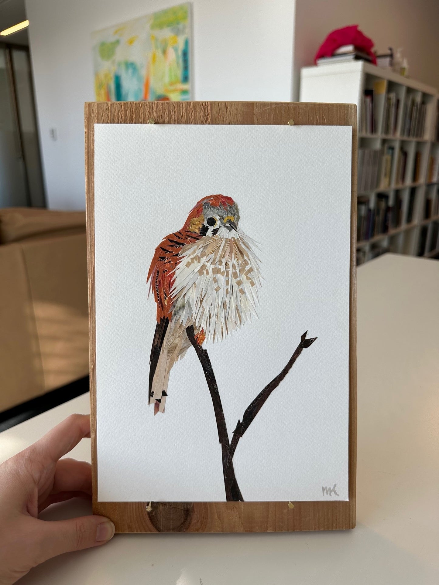 American Kestrel