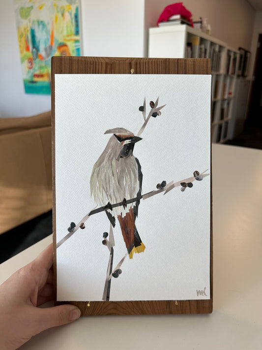 Bohemian Waxwing