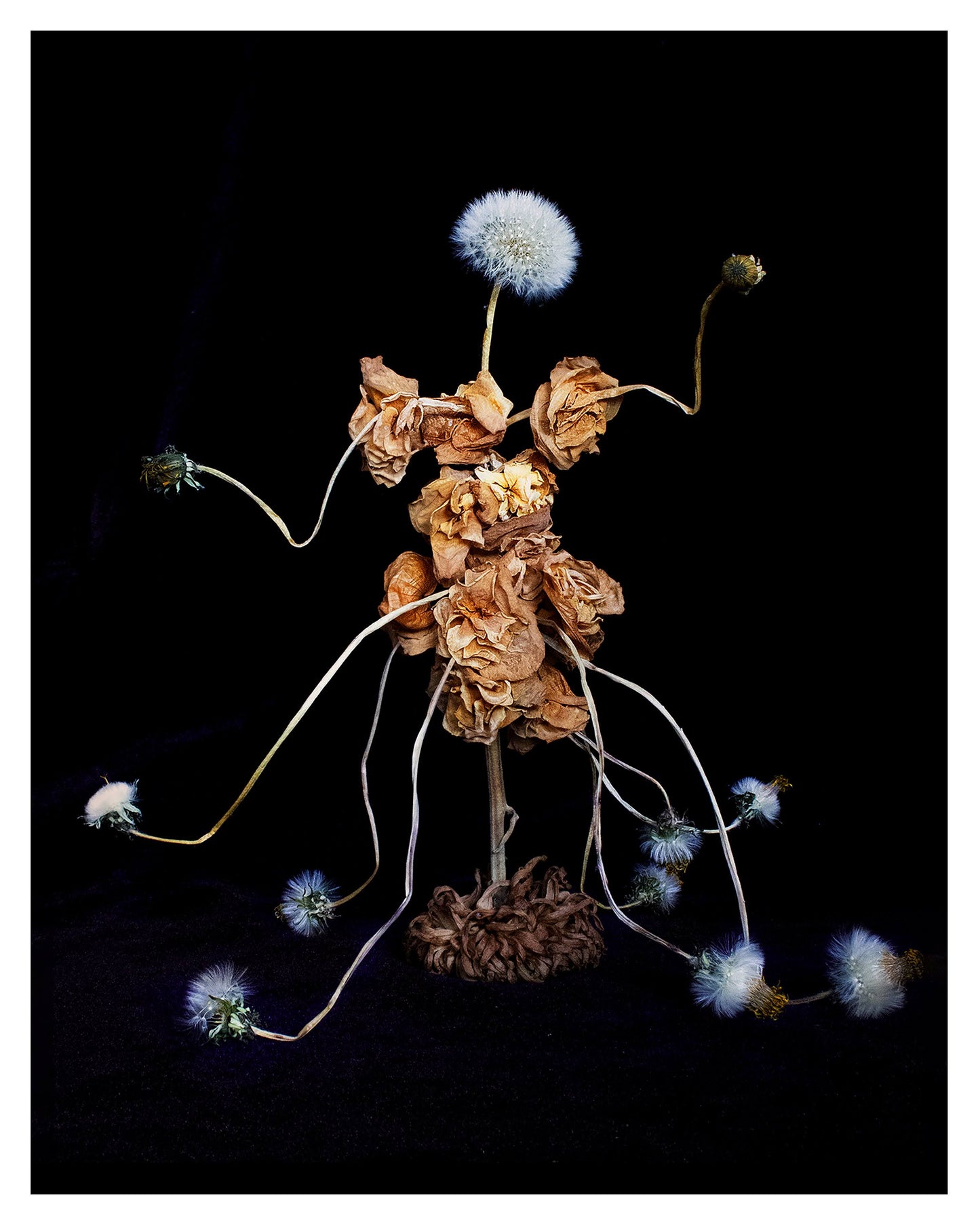 Dandelion Dancer 1